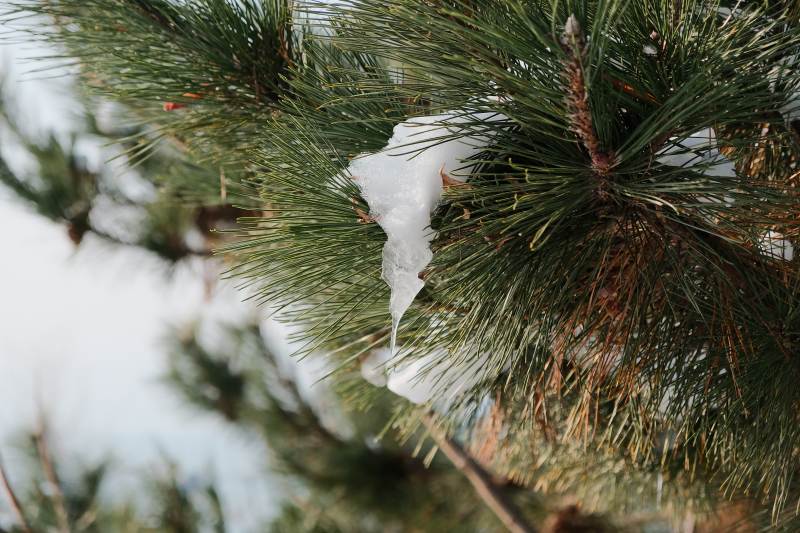 雪挂松枝冬日景图片