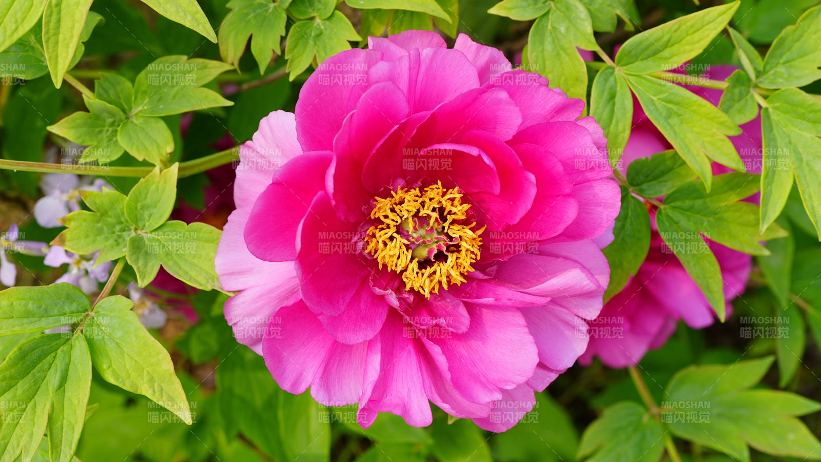 粉红牡丹花绽放图片