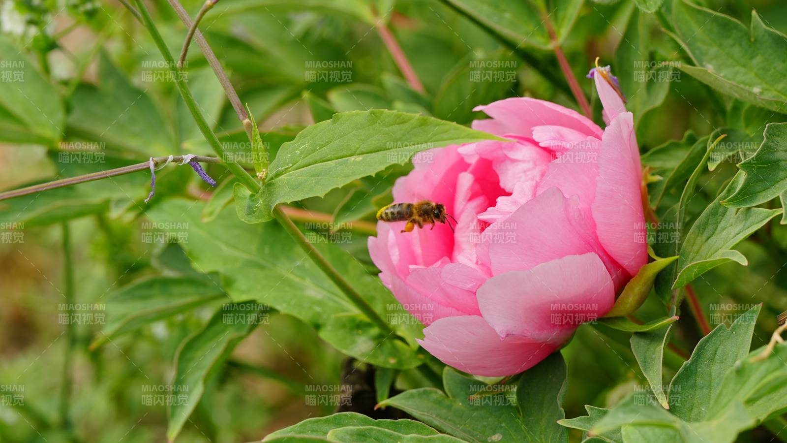 蜜蜂在牡丹花采蜜图片