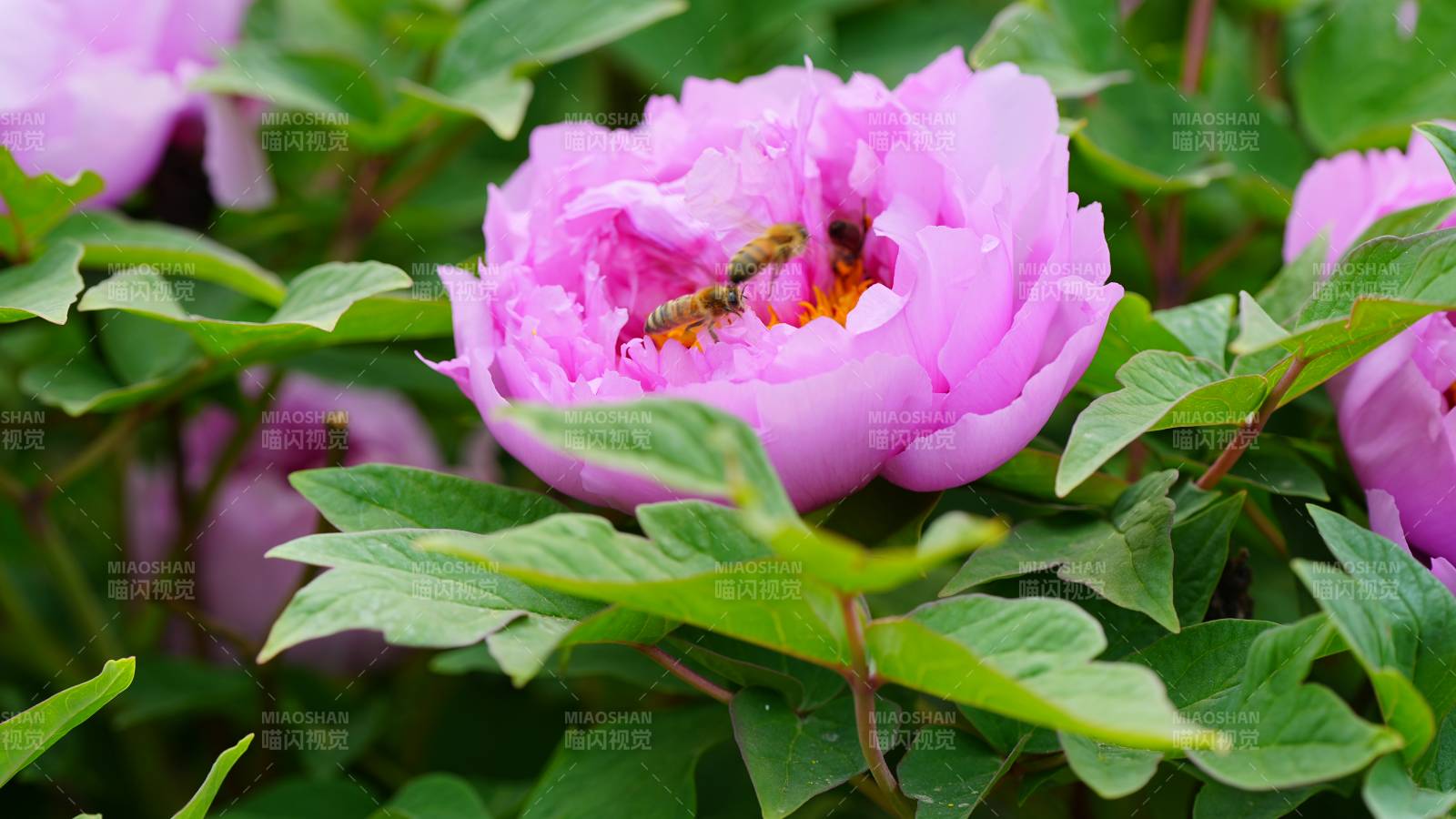蜜蜂采蜜紫牡丹花丛中图片