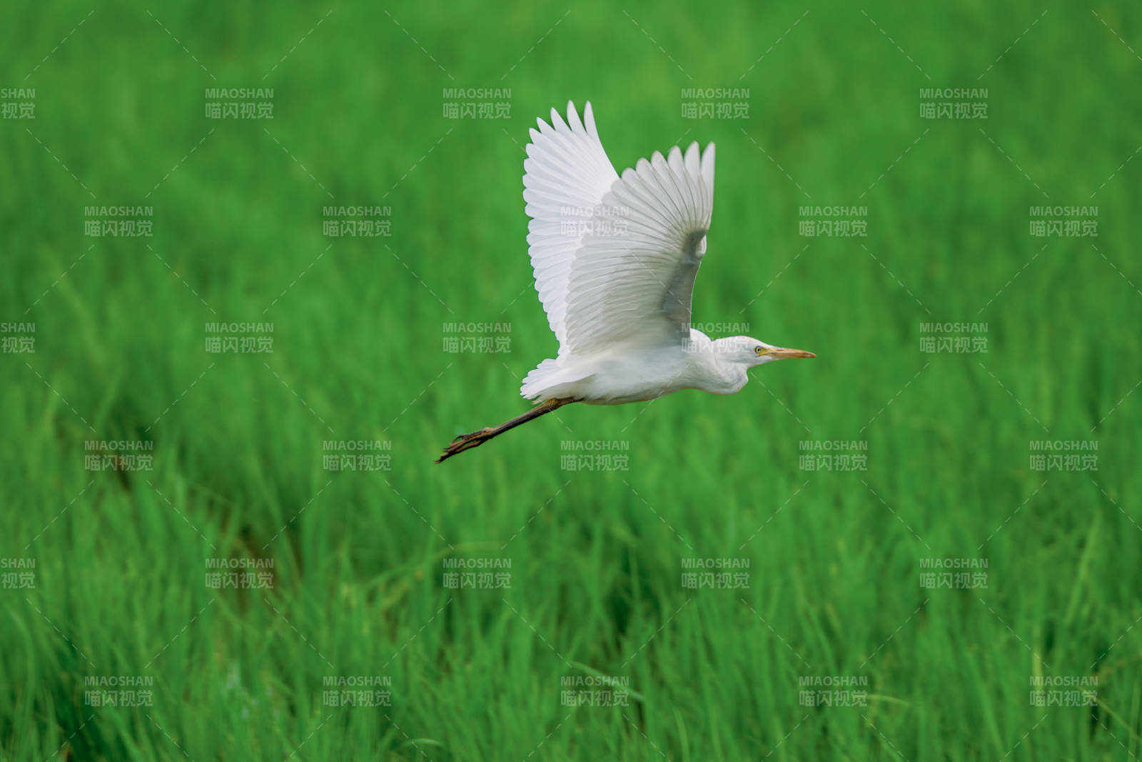 白鹭飞翔在绿野之上图片