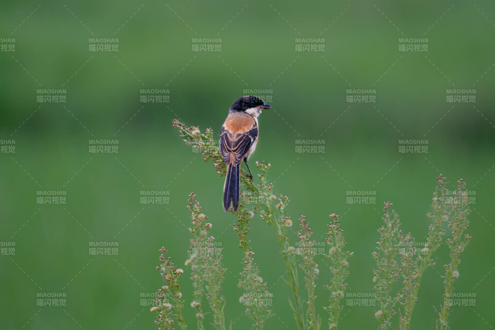 枝头的棕背伯劳静观景图片