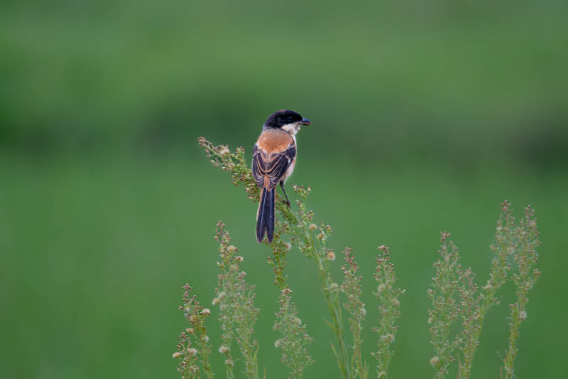 枝头的棕背伯劳静观景图片