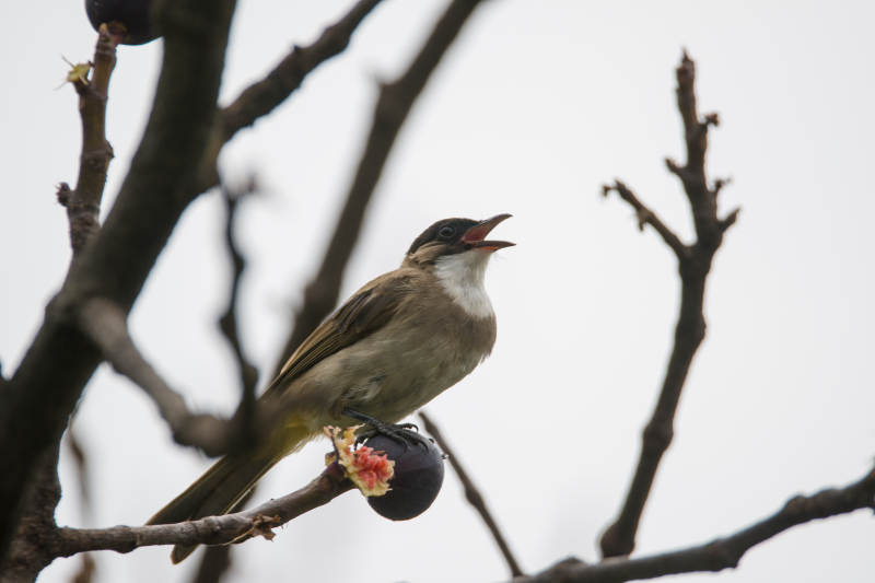 黄臀鹎栖枝鸣唱图图片