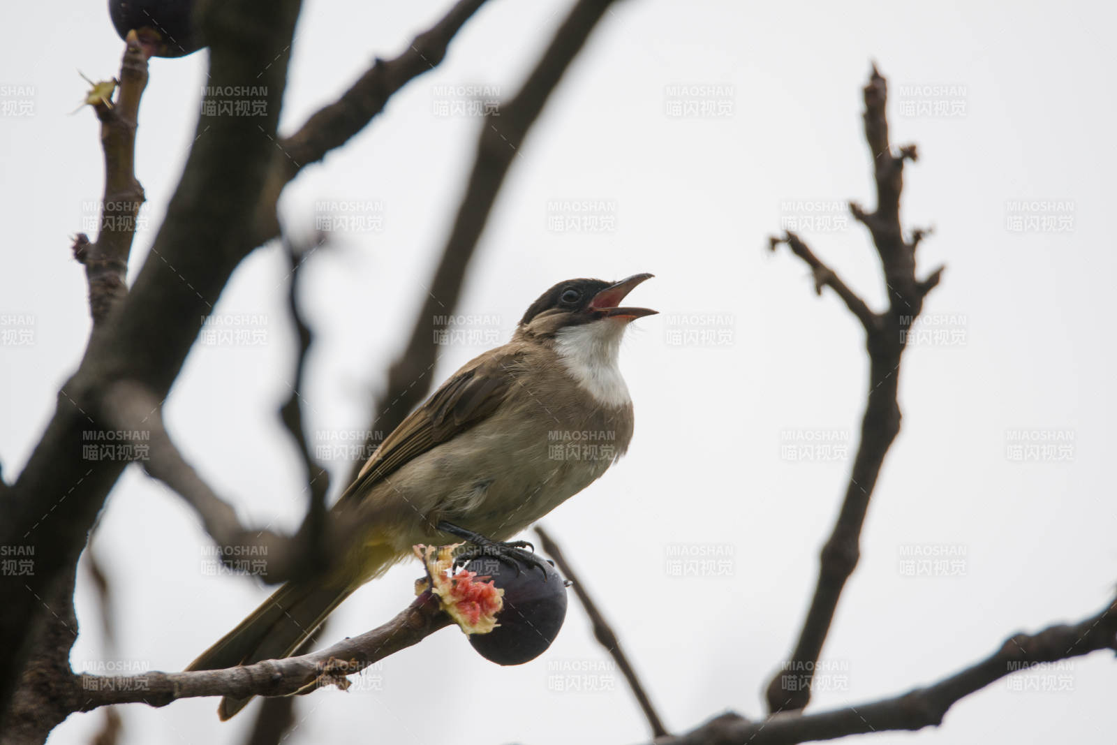 黄臀鹎栖枝鸣唱图图片