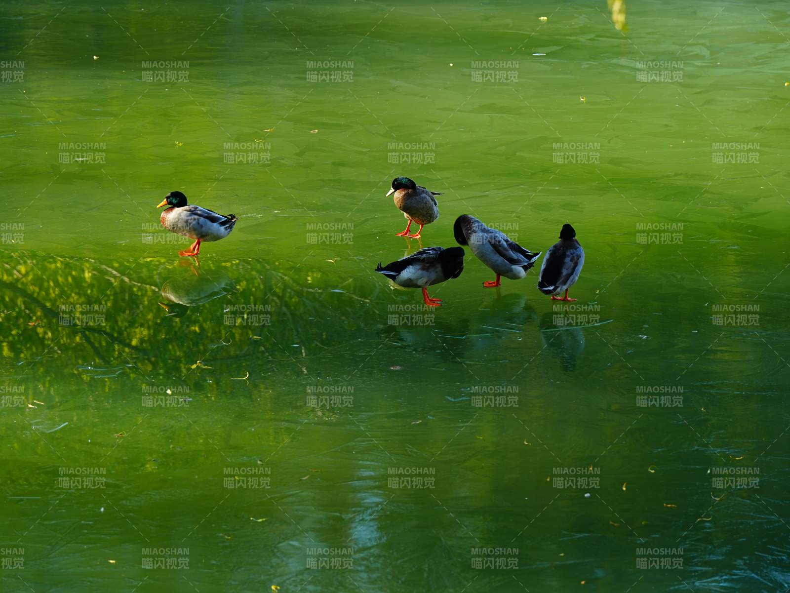 湖畔鸭群悠然自得图片
