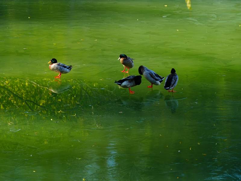 湖畔鸭群悠然自得图片