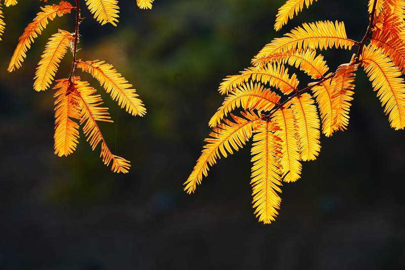 秋日金黄枝叶特写图片