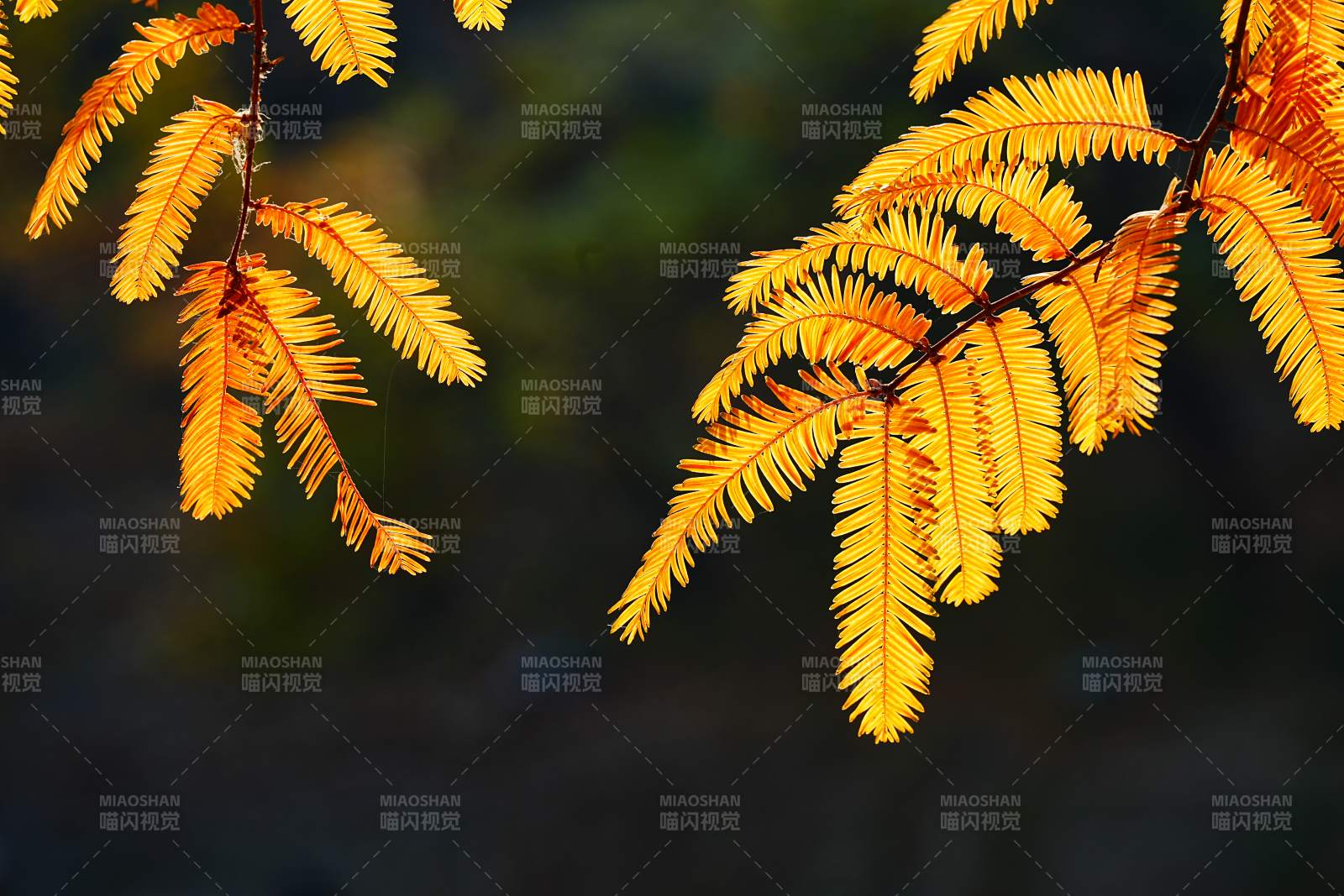 秋日金黄枝叶特写图片