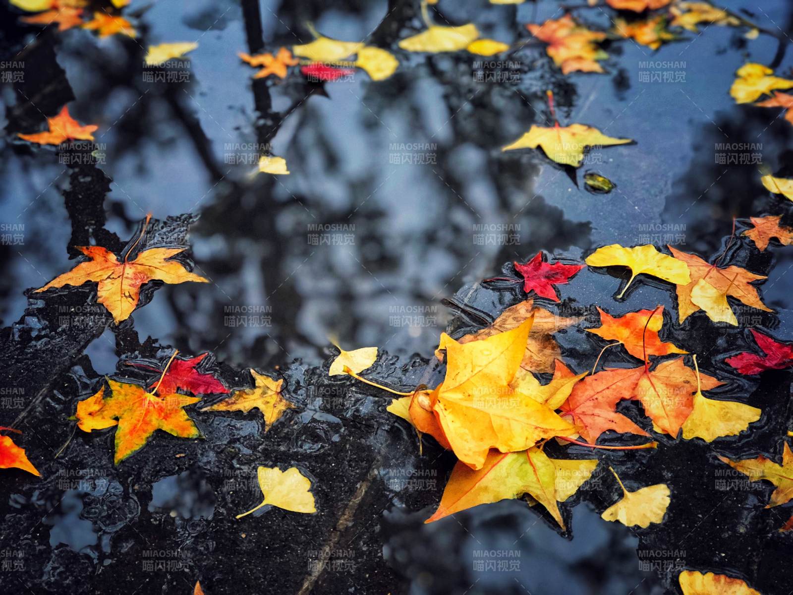 秋叶倒影静谧之美图片