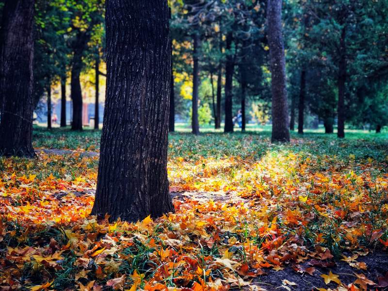 秋日林间落叶缤纷图片