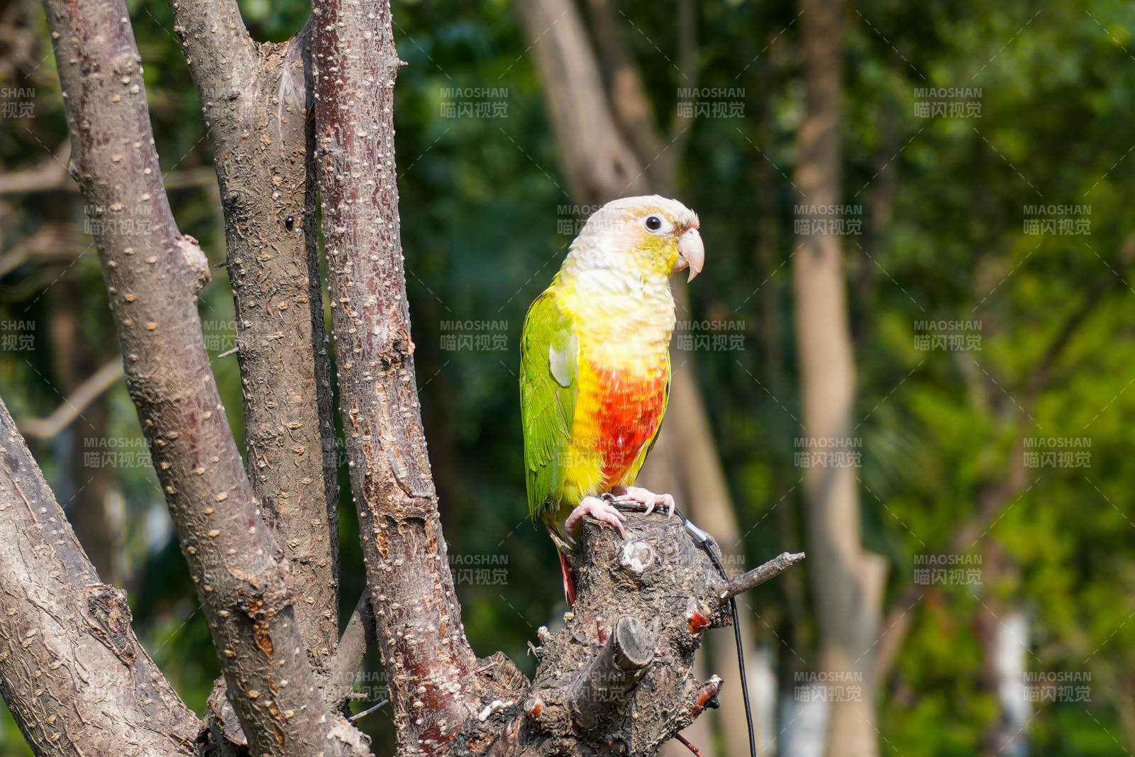 树上的彩色鹦鹉图片