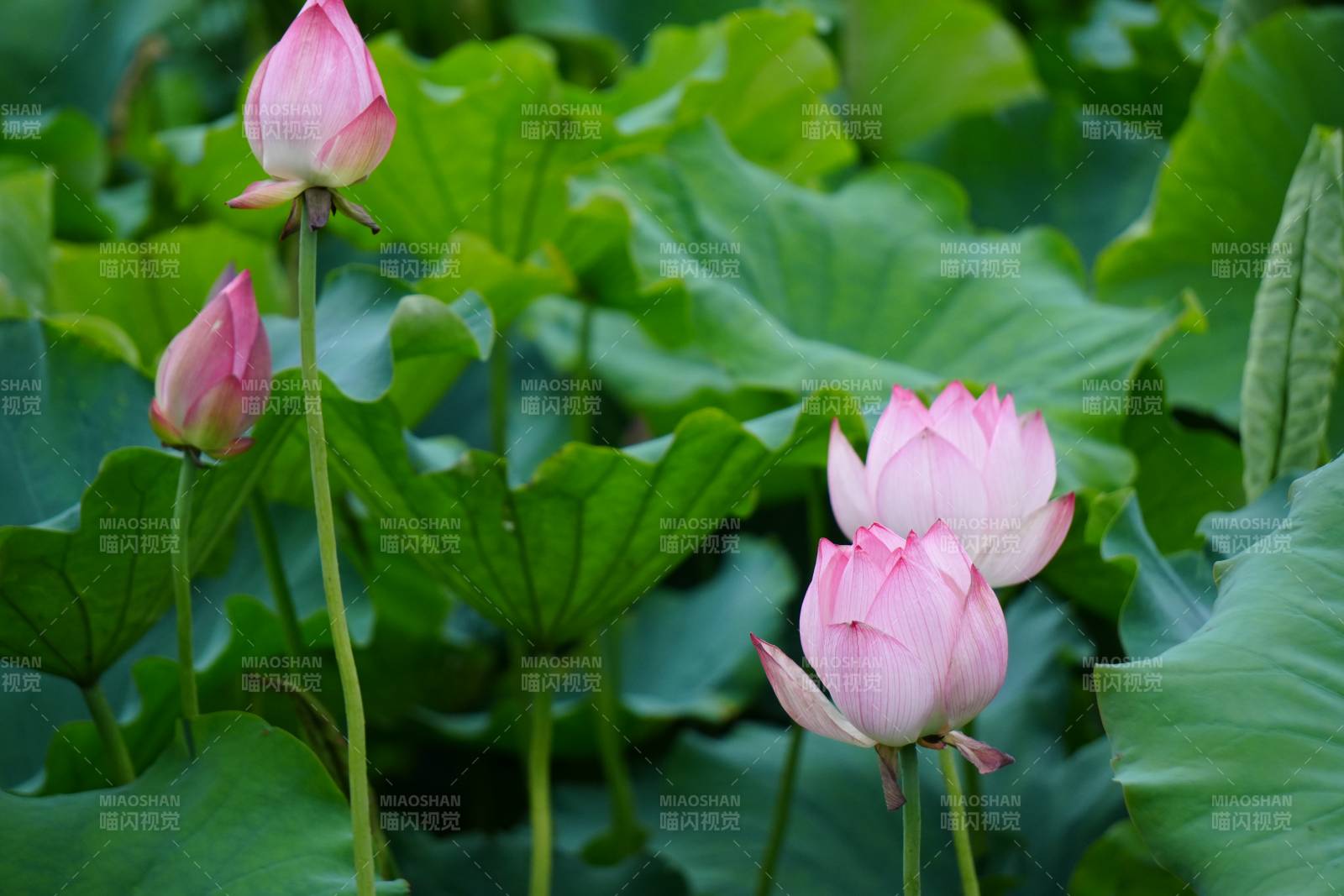 莲花盛开 绿叶相伴图片