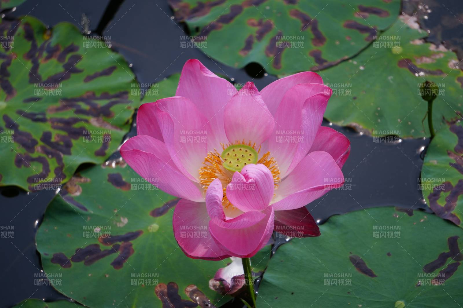 池塘中的粉色莲花图片