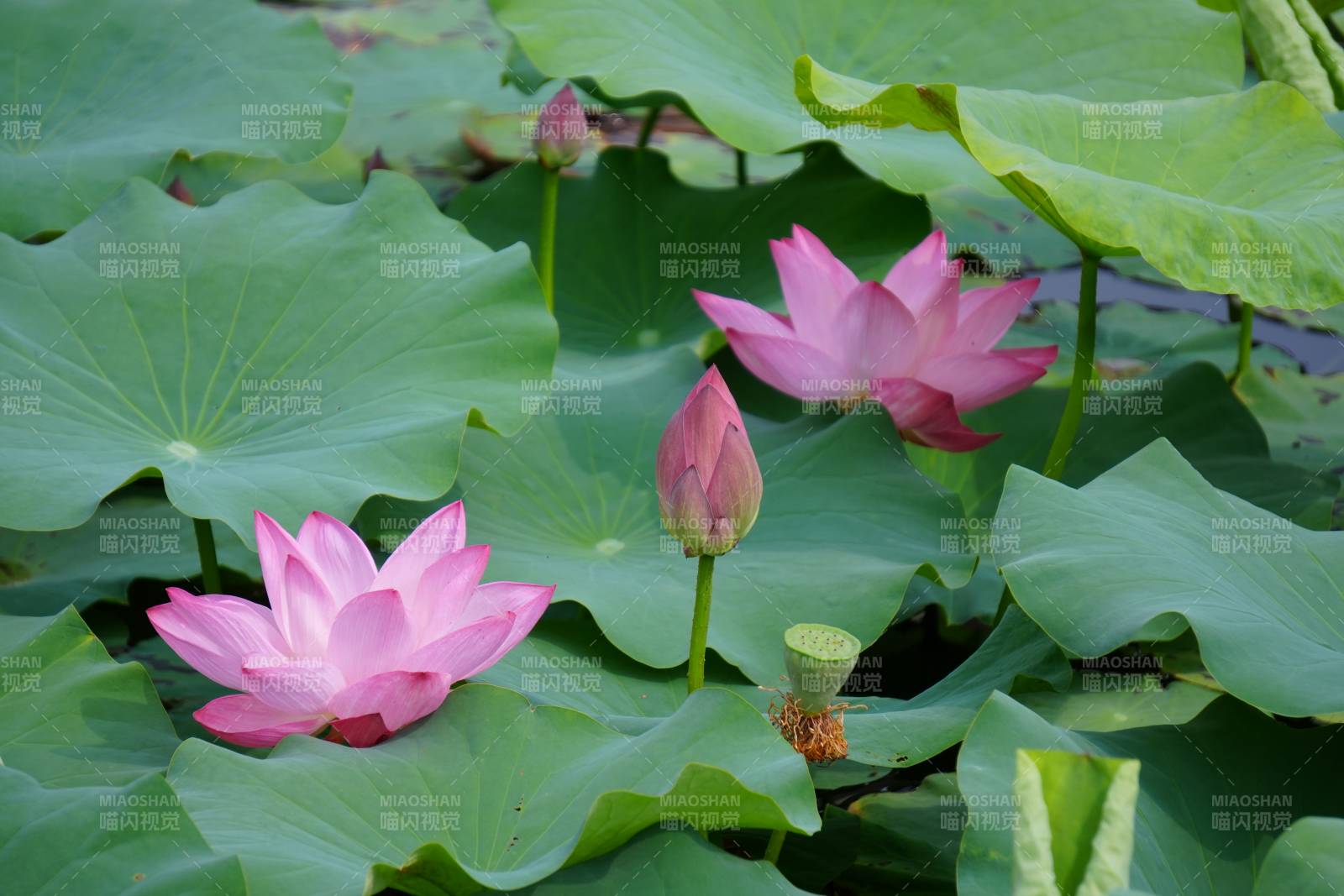 荷花盛开 绿叶相伴图片