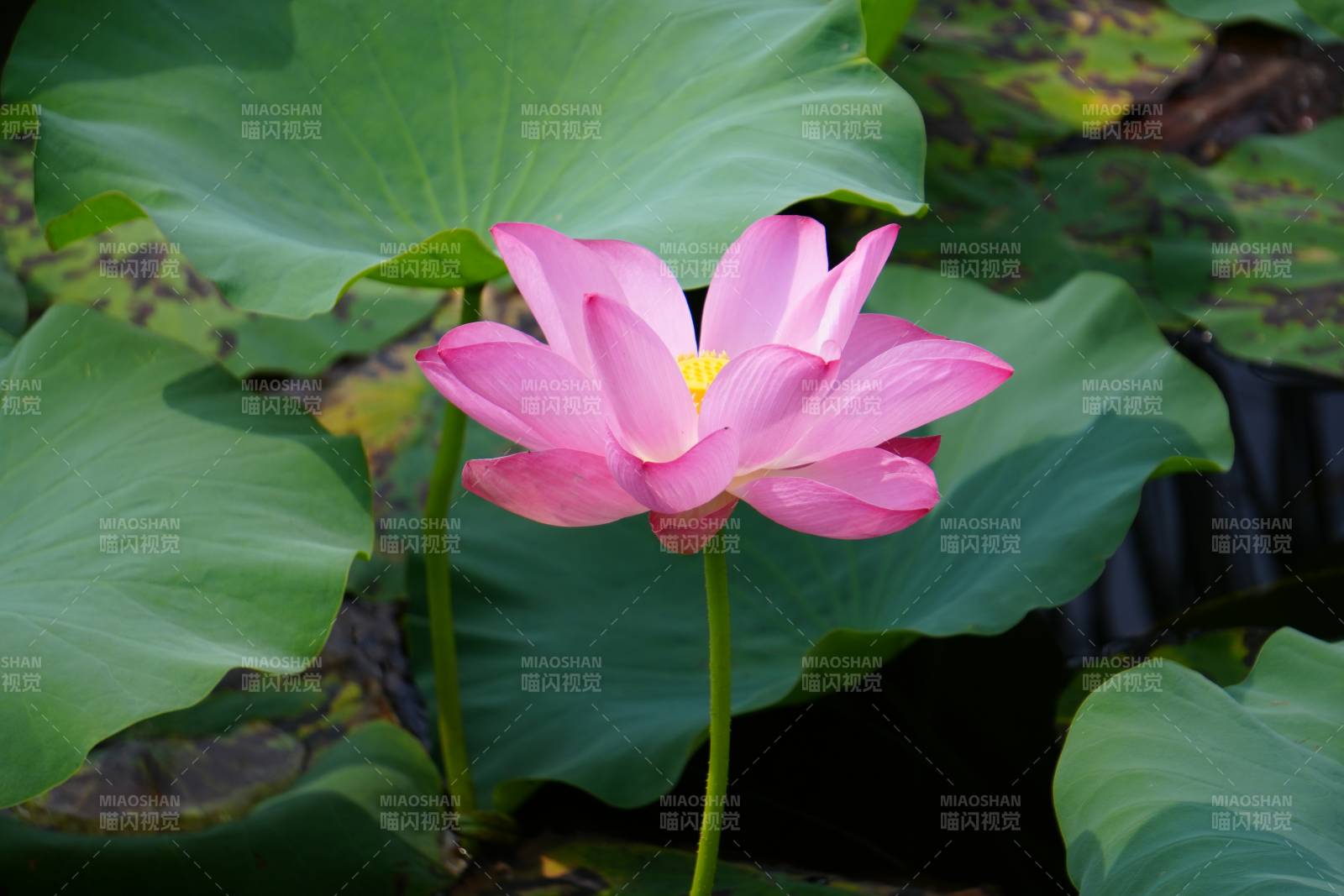 粉色莲花绽放于绿叶间图片