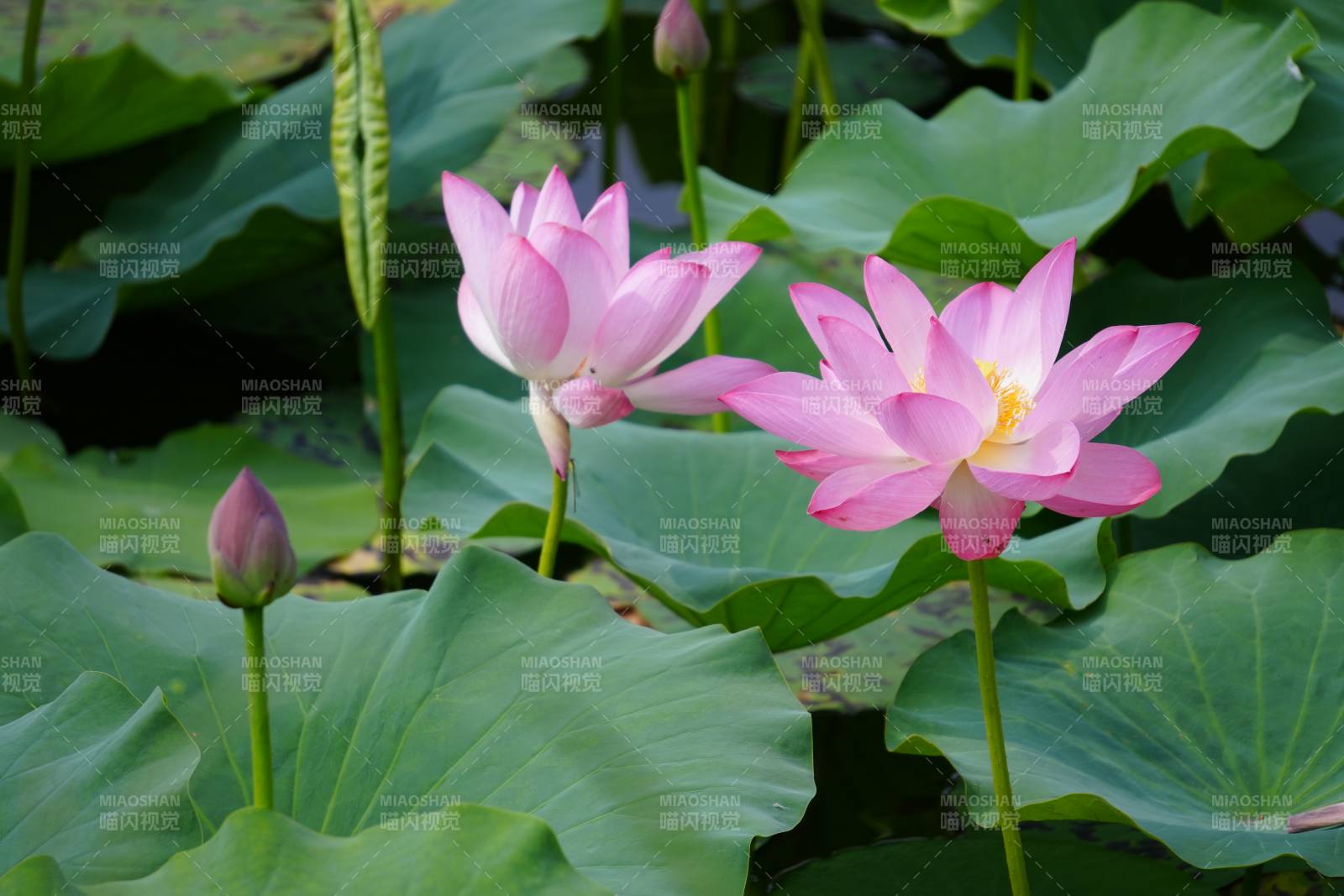 粉色莲花绽放于绿叶间图片