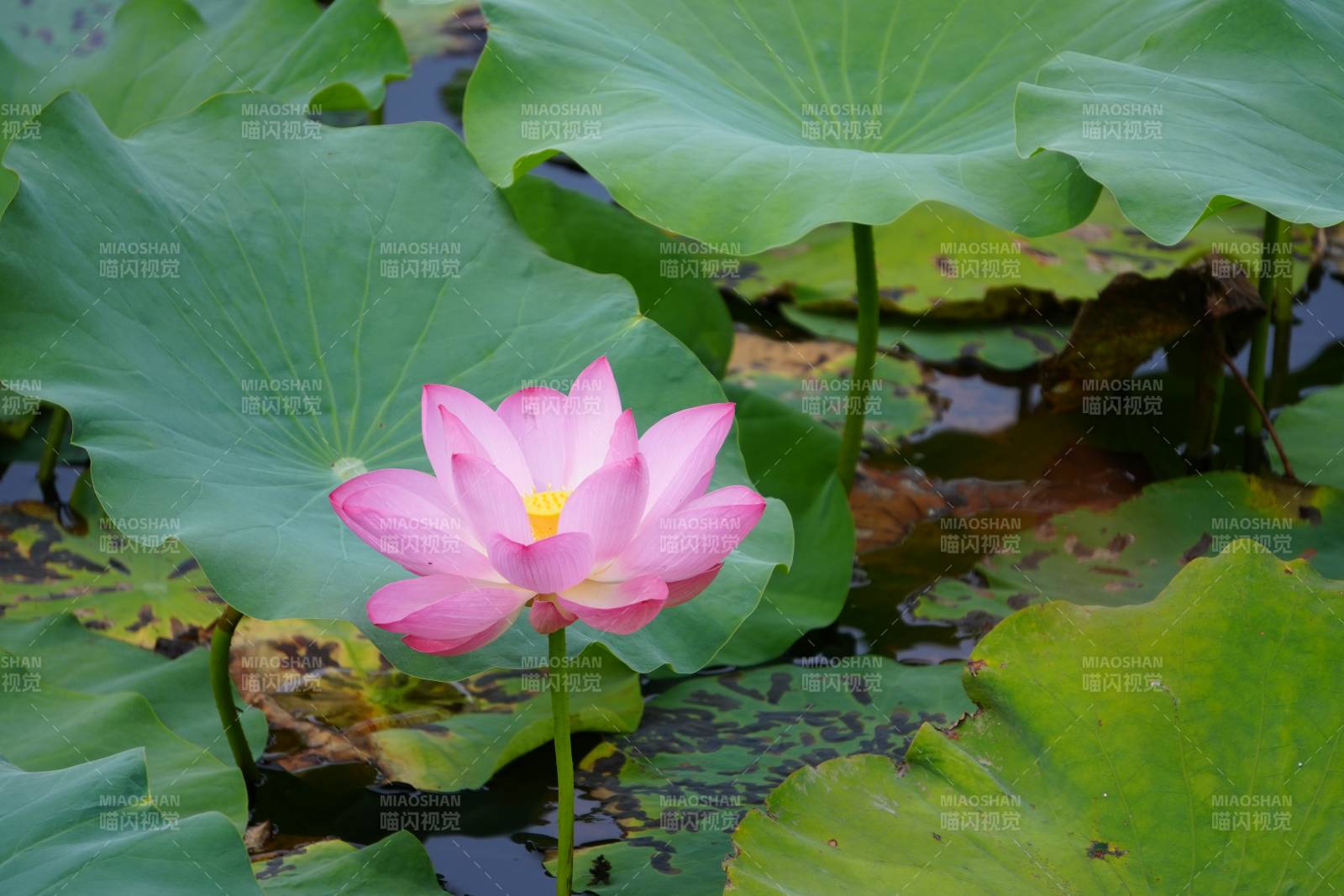 池塘中的粉色莲花图片