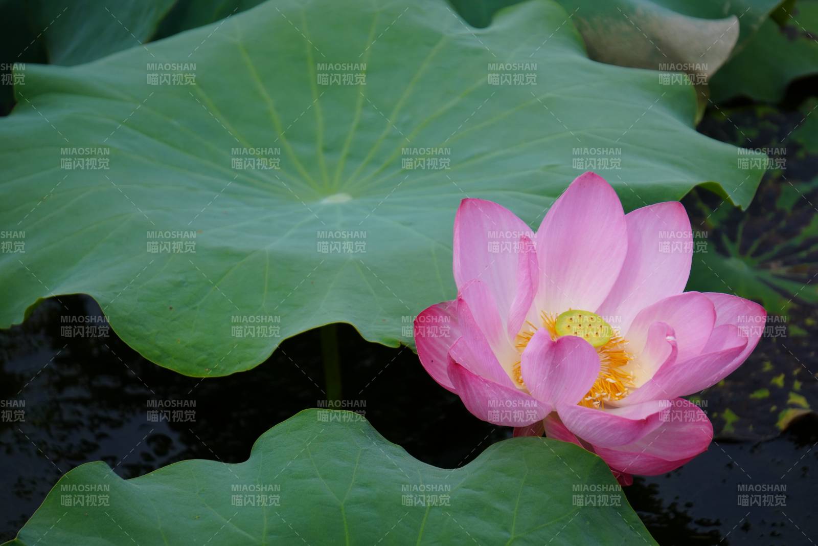 池塘中的莲花与荷叶图片