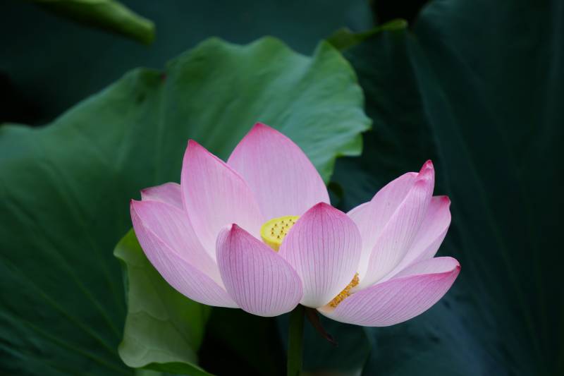 粉色莲花绽放于绿叶间图片