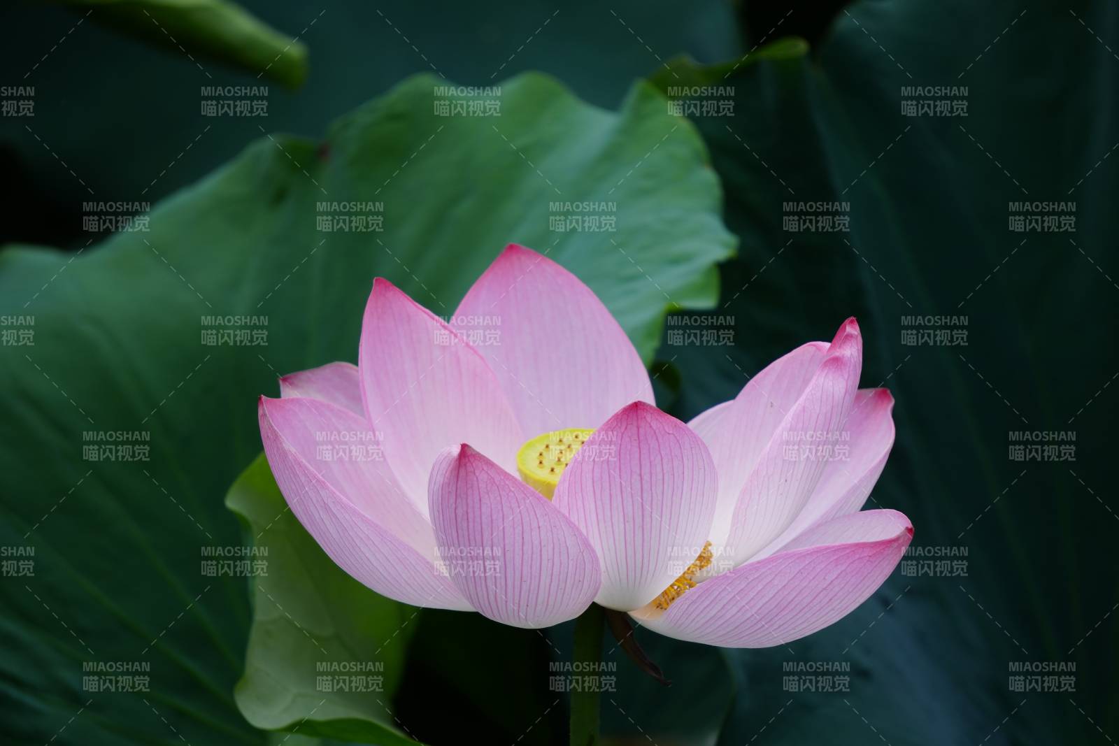 粉色莲花绽放于绿叶间图片