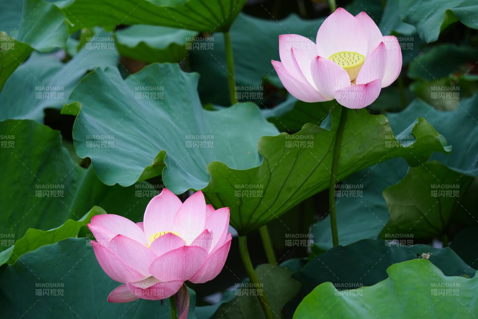 池塘中的粉色莲花盛开图片