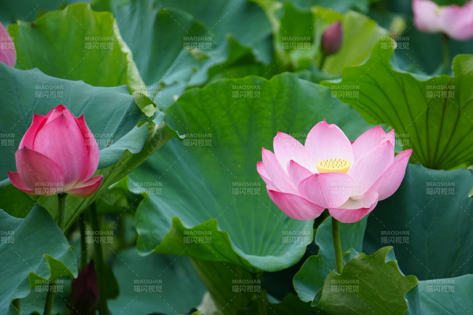 荷花盛开 绿叶相伴图片
