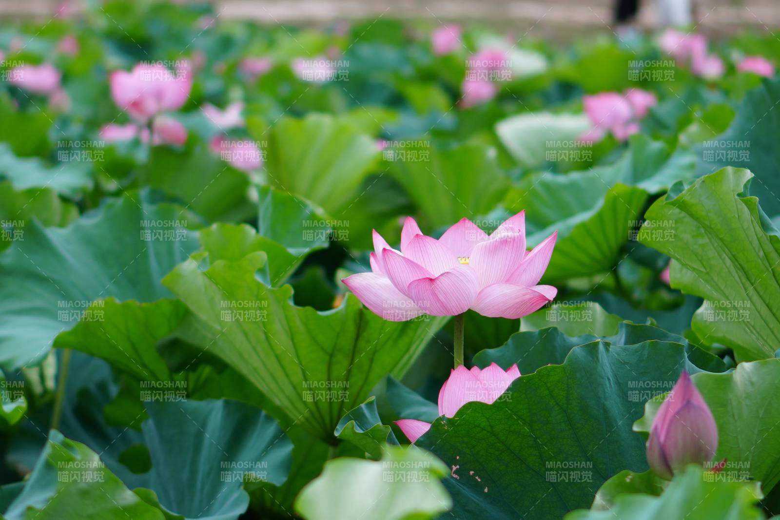 荷塘盛开的粉色莲花图片