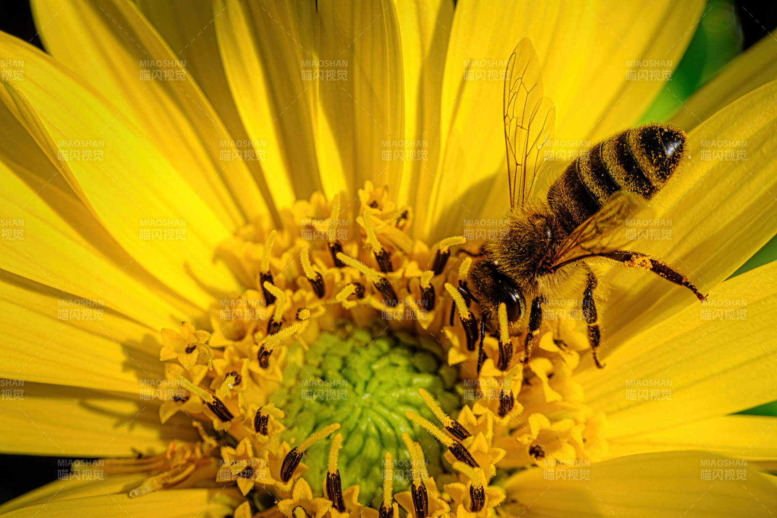 蜜蜂采蜜于黄色花朵中图片