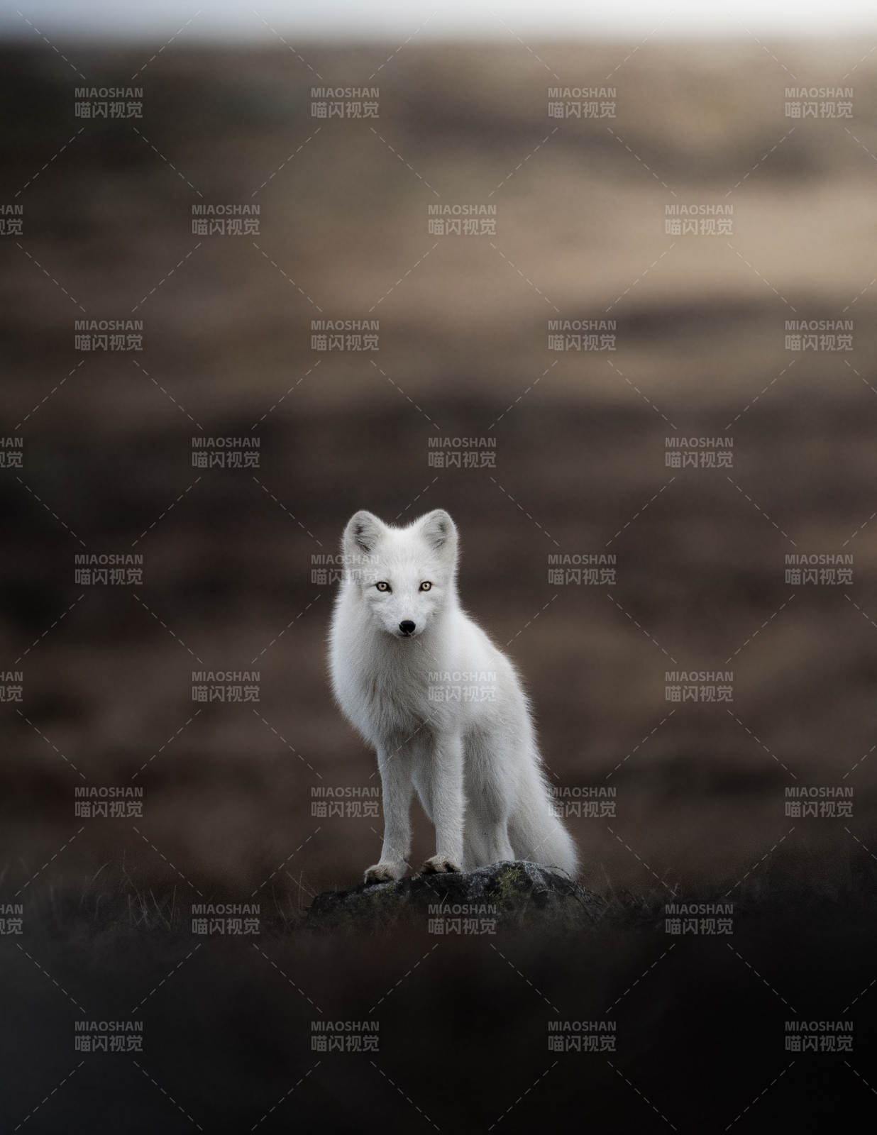 雪地中的北极狐图片