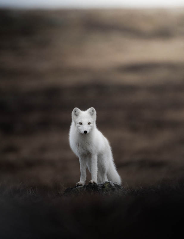雪地中的北极狐图片