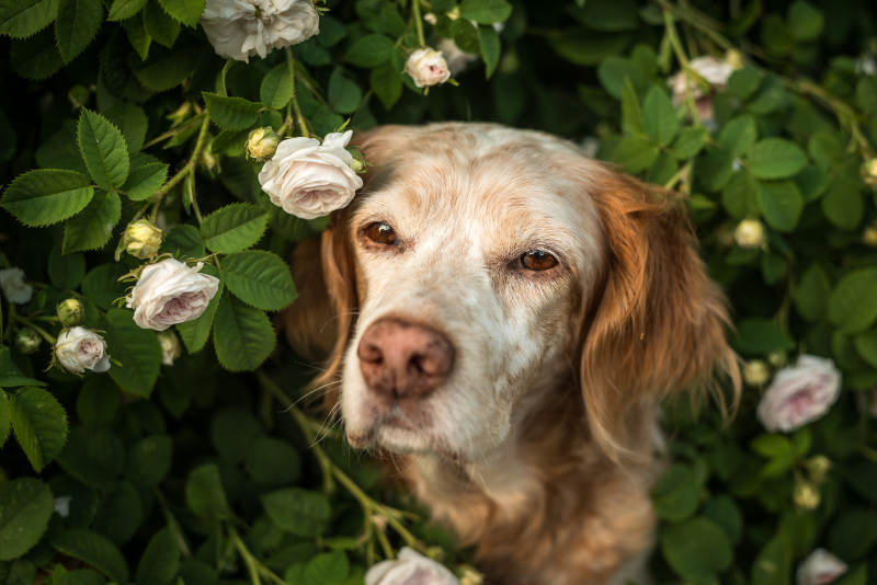 花丛中的狗狗图片