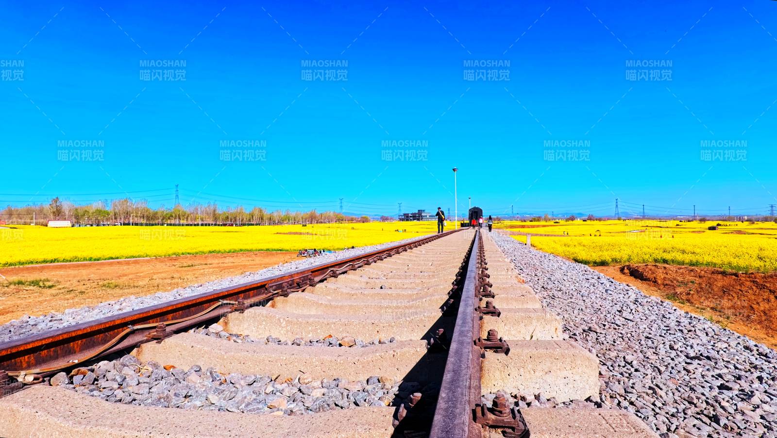 油菜花田里开往春天的列车图片