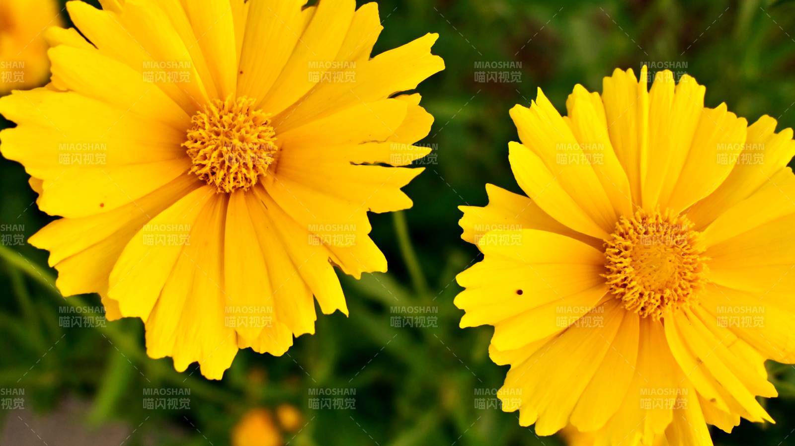 金光菊的明媚笑容图片