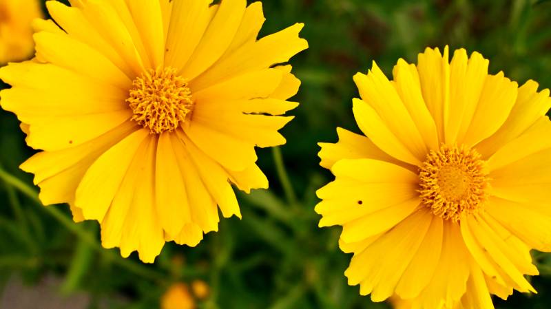 金光菊的明媚笑容图片