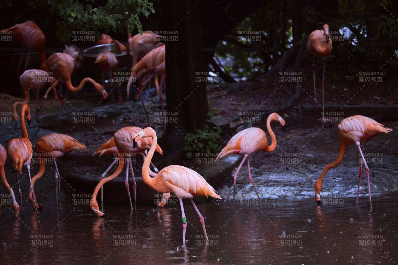 粉红火烈鸟在水中漫步图片