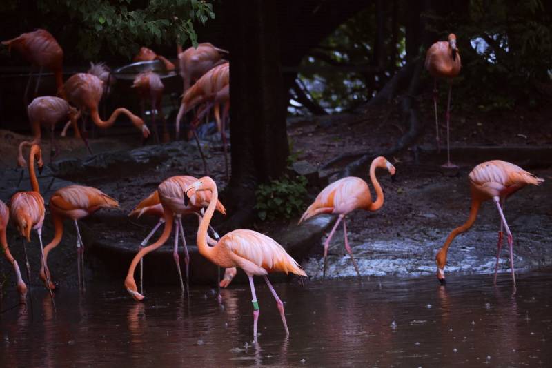 粉红火烈鸟在水中漫步图片
