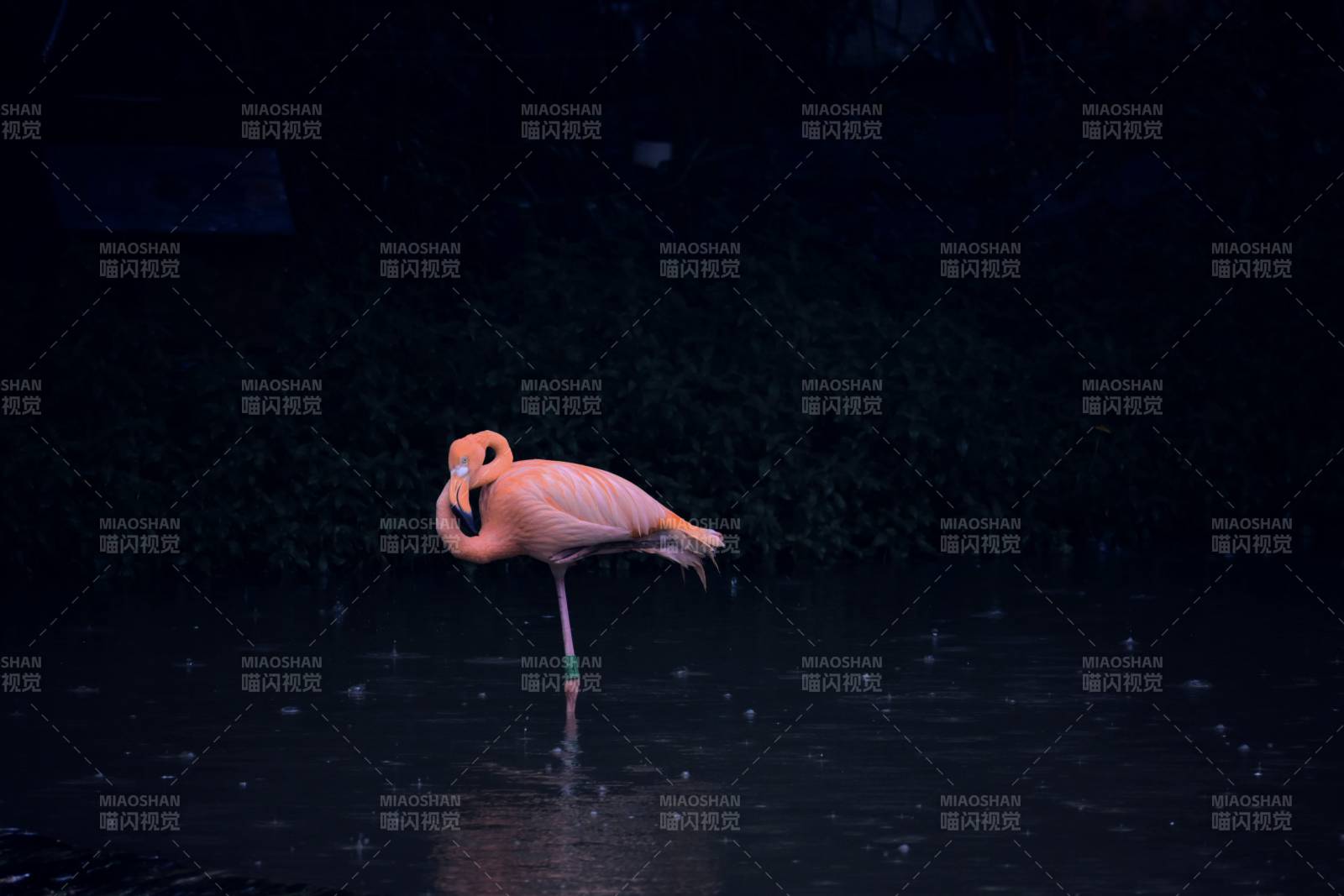 雨中粉红火烈鸟图片