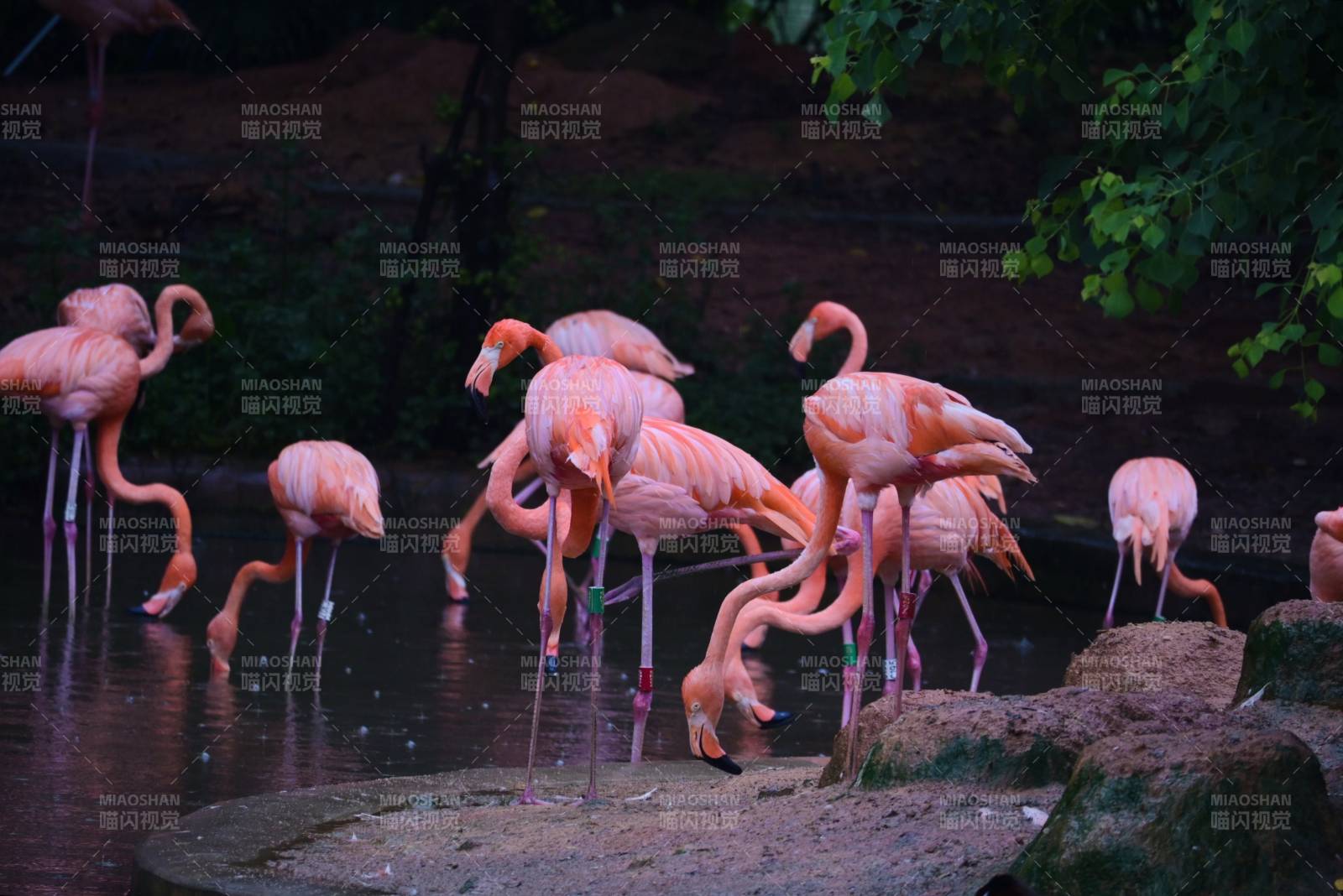 粉红火烈鸟群聚水边图片