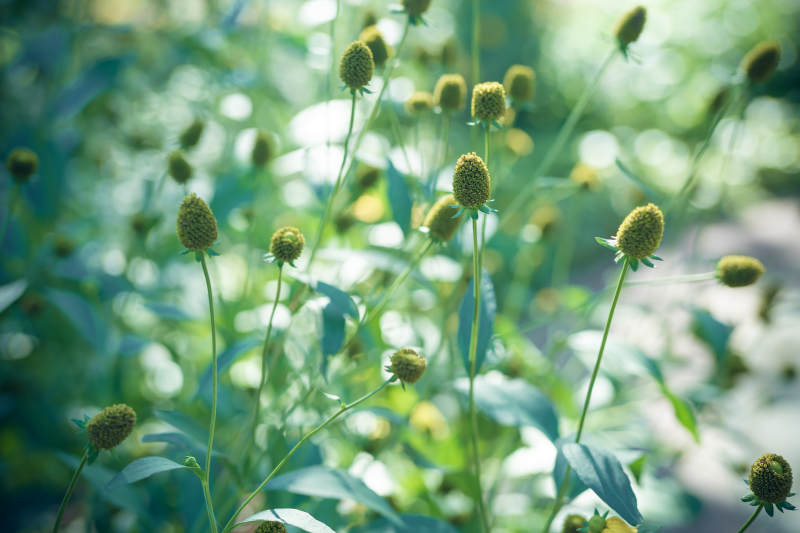 绿意盎然的花丛景象图片