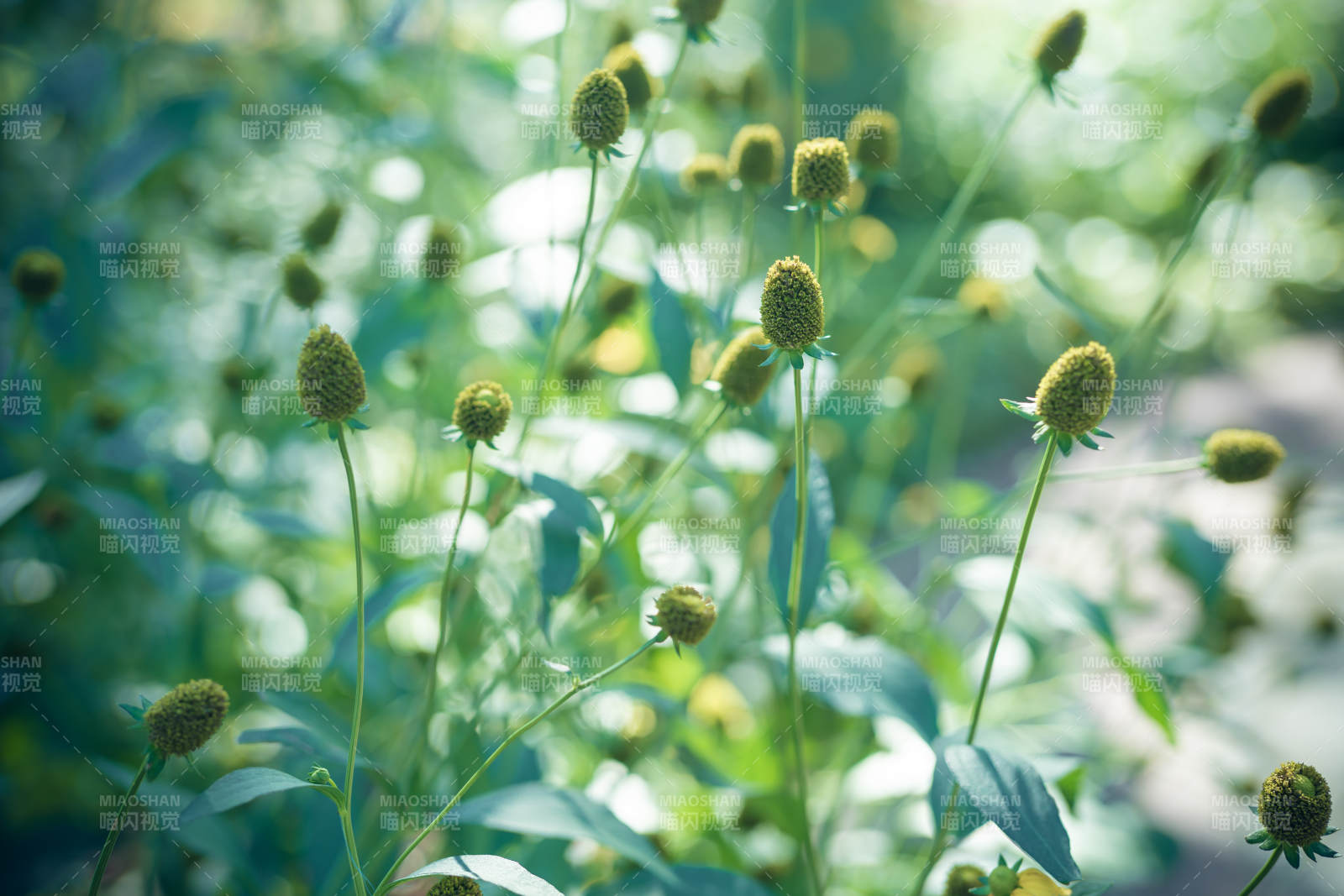 绿意盎然的花丛景象图片