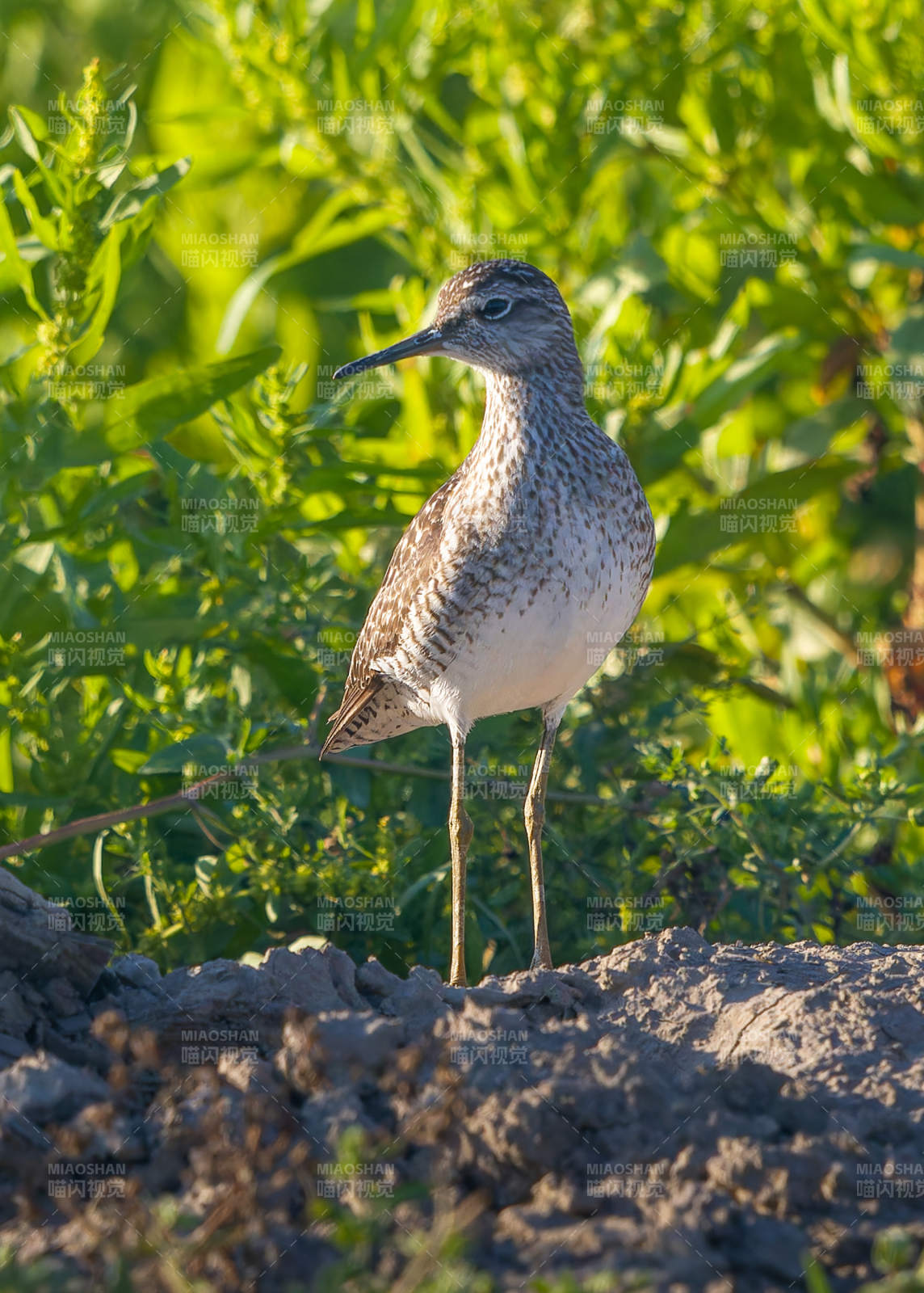 斑胸滨鹬栖息于绿植旁图片