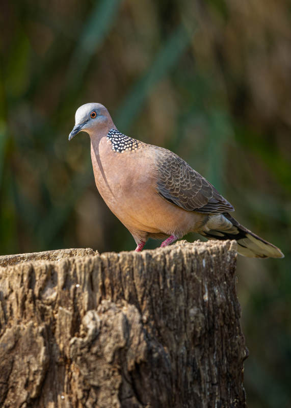 斑鸠栖息树桩上图片