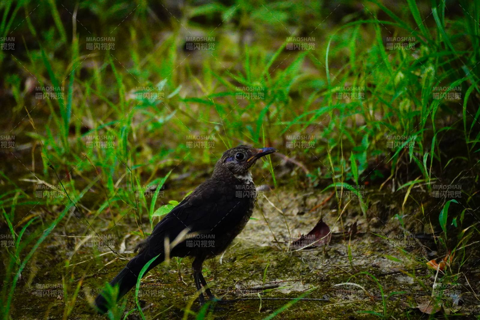 草地上的小鸟图片