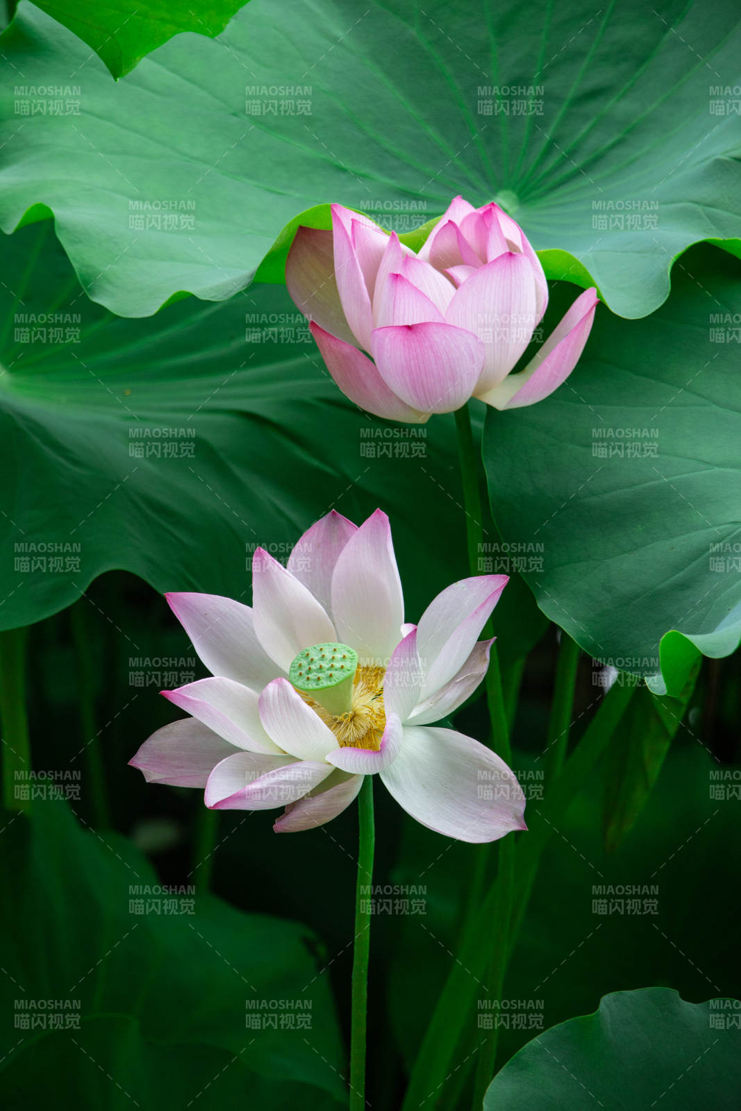 荷塘双莲 清新雅致图片