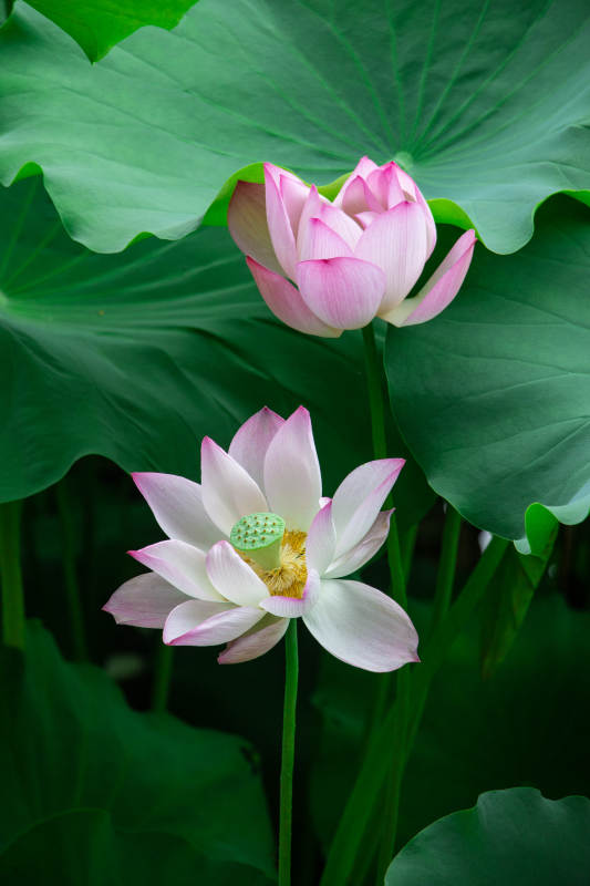 荷塘双莲 清新雅致图片