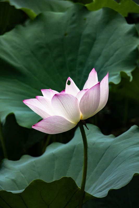 荷花绽放 绿叶相伴图片