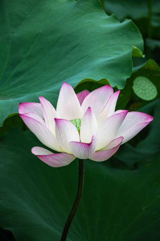 莲花绽放 清新雅致图片