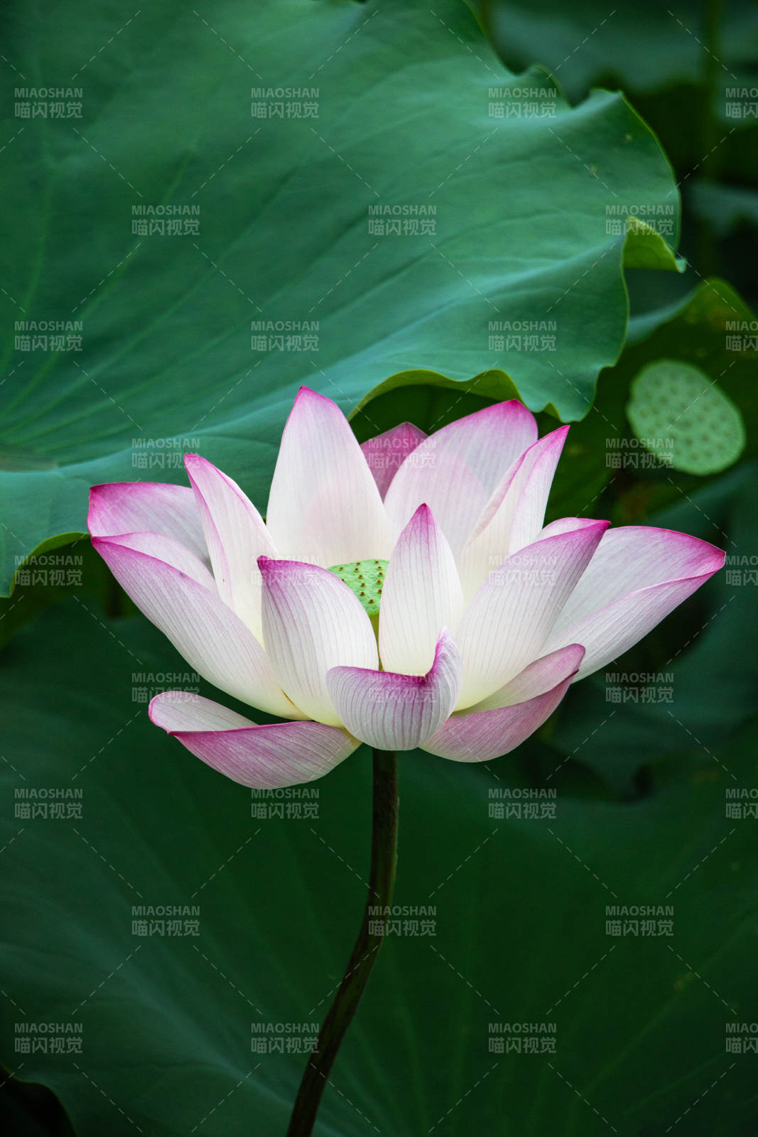 莲花绽放 清新雅致图片