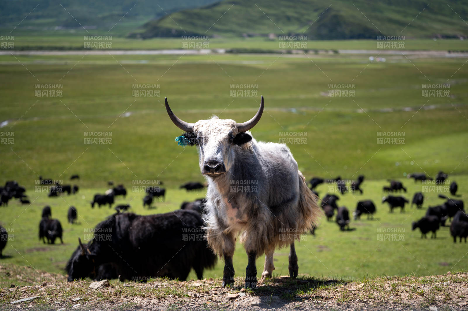 草原上的牦牛群图片